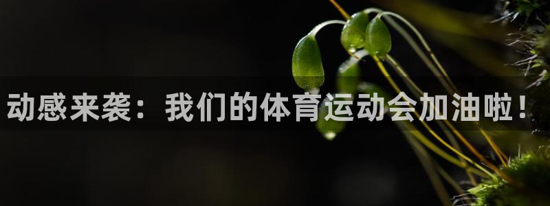 3377体育官网下载开户：动感来袭：我们的体育运动会